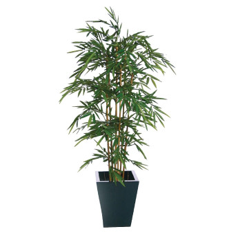 Natural Bamboo 1800mm - Click to Enlarge