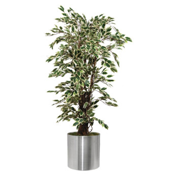 Ficus Exotica Variagated 1500mm - Click to Enlarge